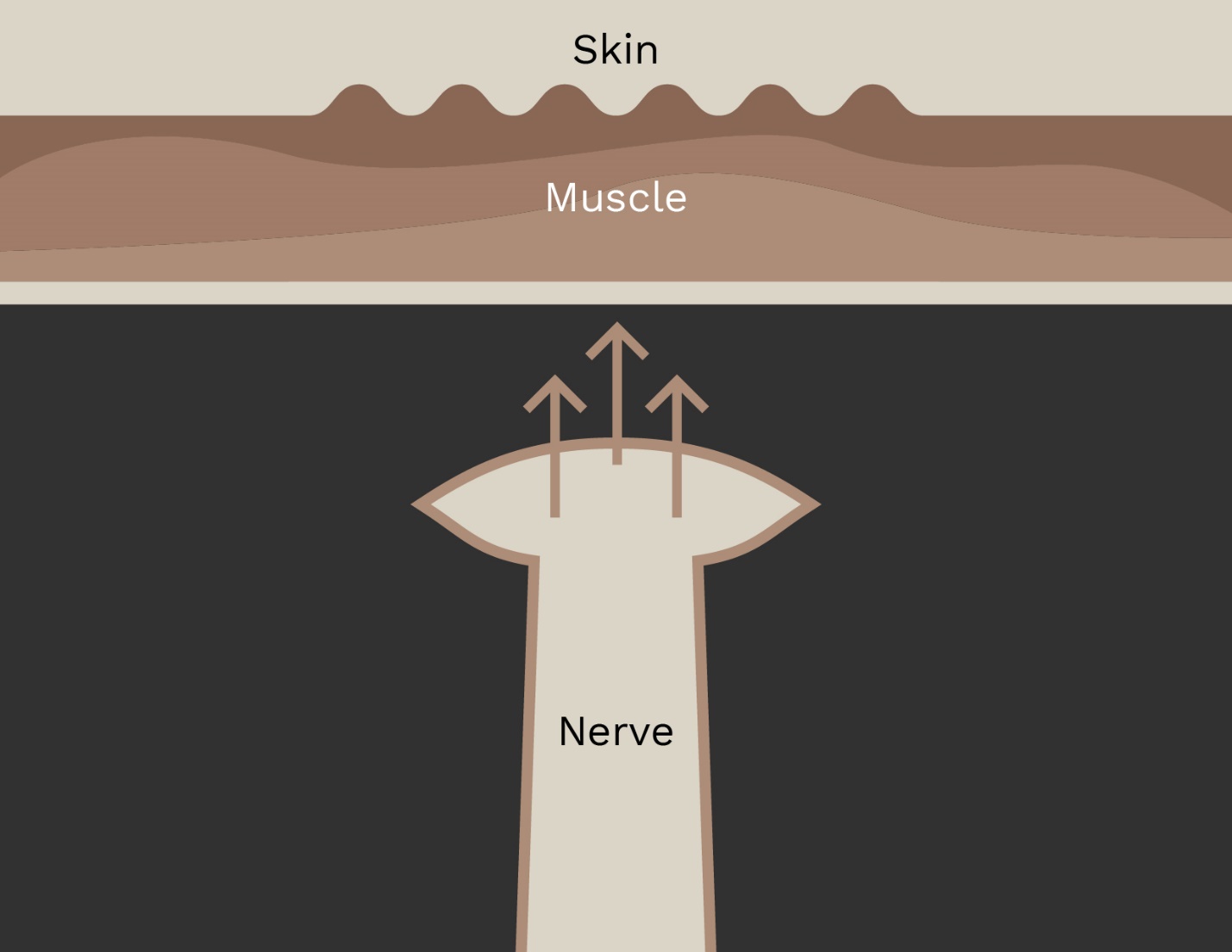 Nerves signal muscles to contract, thereby wrinkling the skin's surface.